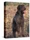 Korthal's Griffon / Wirehaired Pointing Griffon Portrait-Adriano Bacchella-Premier Image Canvas