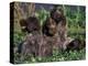 Korthal's Griffon / Wirehaired Pointing Griffon Puppies Resting / Playing in Grass-Adriano Bacchella-Premier Image Canvas