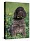 Korthal's Griffon / Wirehaired Pointing Griffon Puppy Eating Flower-Adriano Bacchella-Premier Image Canvas