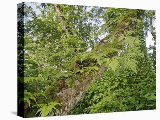 Kosrae, Micronesia. Ferns and other tropical plants climb a tree.-Yvette Cardozo-Premier Image Canvas