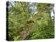 Kosrae, Micronesia. Ferns and other tropical plants climb a tree.-Yvette Cardozo-Premier Image Canvas