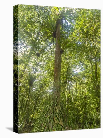 Kosrae, Micronesia. Ka tree covered with ferns in Yela, a protected ka forest.-Yvette Cardozo-Premier Image Canvas