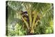 Kosrae, Micronesia. Ripe coconuts growing on a coconut tree.-Yvette Cardozo-Premier Image Canvas