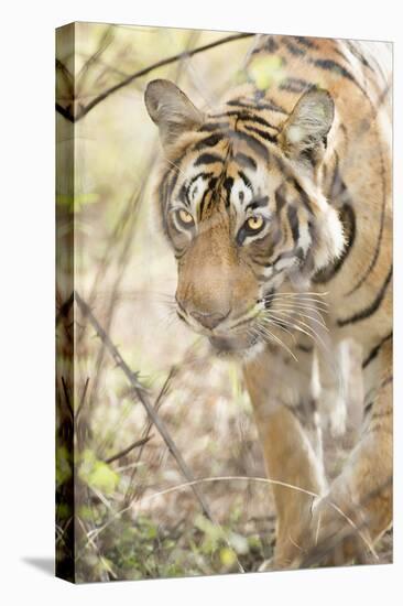 Krishna, T19, Royal Bengal Tiger (Tigris Tigris), Ranthambhore, Rajasthan, India-Janette Hill-Premier Image Canvas