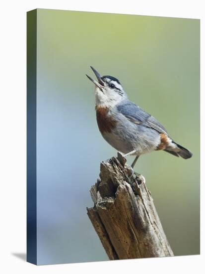 Kruper's Nuthatch in Pine Tree Calling-null-Premier Image Canvas