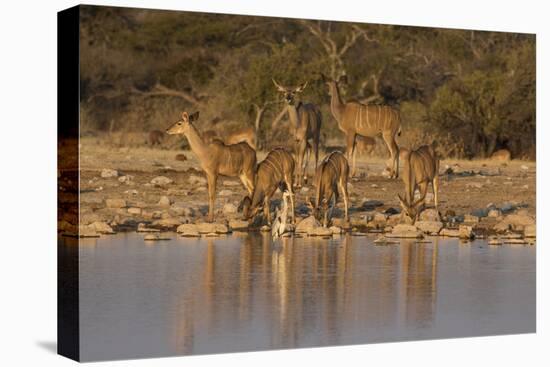 Kudo small grouping evening light waters edge, Etosha National Park-Darrell Gulin-Premier Image Canvas