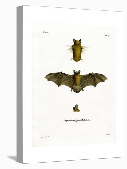 Kuhl's Pipistrelle-null-Premier Image Canvas