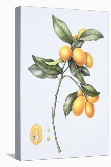 Kumquat, 1996-Margaret Ann Eden-Premier Image Canvas