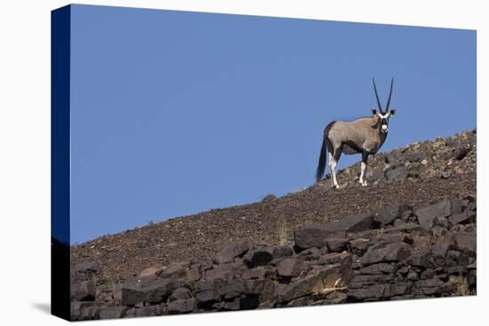 Kunene, Namibia. Oryx Stands on a Rocky Ridge-Janet Muir-Premier Image Canvas