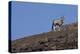 Kunene, Namibia. Oryx Stands on a Rocky Ridge-Janet Muir-Premier Image Canvas