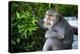 Kuta Selatan, Bali, Indonesia. A monkey sits watching in Uluwatu.-Micah Wright-Premier Image Canvas