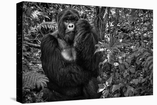 Kwitonda Silverback-Karen Lunney-Premier Image Canvas