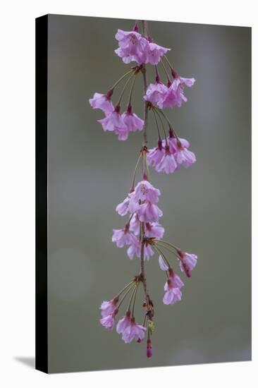 Kyoto Japan 4-Art Wolfe-Premier Image Canvas