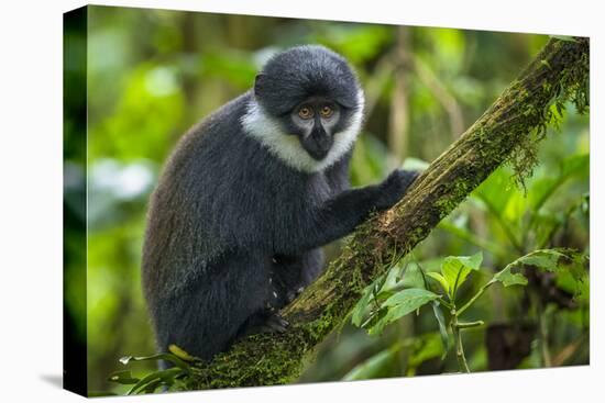 L'Hoest's monkey, Bwindi Impenetrable National Forest, Uganda-Art Wolfe-Premier Image Canvas