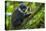 L'Hoest's monkey, Bwindi Impenetrable National Forest, Uganda-Art Wolfe-Premier Image Canvas