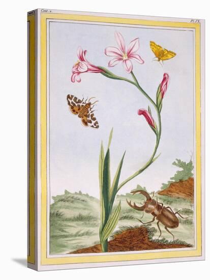 L'Ixia (Flesh-Coloured Ixia) and Stag Beetle, C.1776-Pierre-Joseph Buchoz-Premier Image Canvas