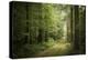 La Foret De Carnoet En Bretagne-Philippe Manguin-Premier Image Canvas