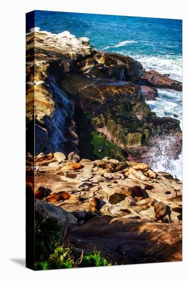 La Jolla Sea Lions I-Alan Hausenflock-Stretched Canvas