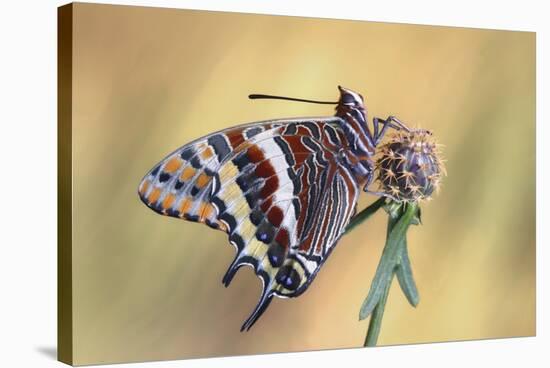 La Mariposa Del Madroa-Jimmy Hoffman-Stretched Canvas