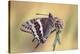 La Mariposa Del Madroa-Jimmy Hoffman-Stretched Canvas