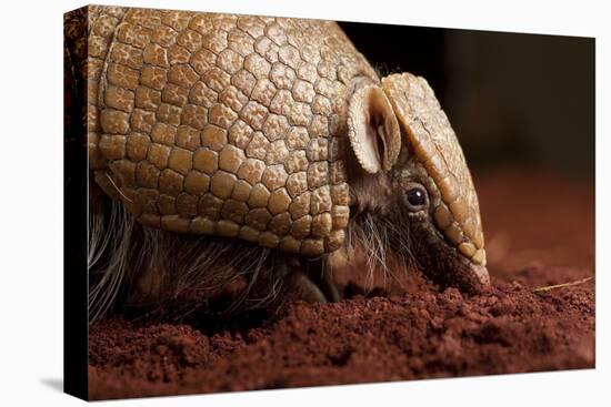 La Plata - Southern Three-Banded Armadillo (Tolypeutes Matacus) Foraging, Captive-Michael Durham-Premier Image Canvas