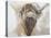 La Vache,Cow, 2015-Lou Gibbs-Premier Image Canvas