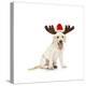 Lab Puppy Wearing Antlers-Lew Robertson-Premier Image Canvas