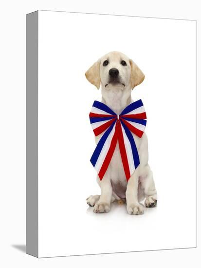 Lab Puppy Wearing Patriotic Bow Tie-Lew Robertson-Premier Image Canvas
