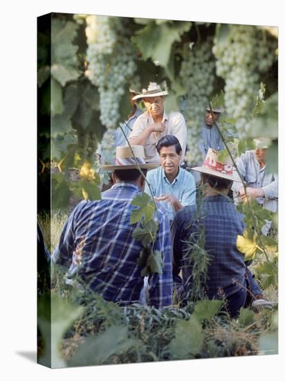 Labor Activist Cesar Chavez Talking in Field with Grape Pickers of United Farm Workers Union-Arthur Schatz-Premier Image Canvas