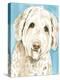 Labradoodle I-Grace Popp-Stretched Canvas