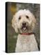 Labradoodle, Reading, Massachusetts, New England, Usa-Jim Engelbrecht-Premier Image Canvas