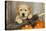 Labrador (8 Week Old Pup) with Broom and Pumpkins-null-Premier Image Canvas