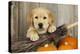 Labrador (8 Week Old Pup) with Broom and Pumpkins-null-Premier Image Canvas