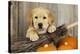 Labrador (8 Week Old Pup) with Broom and Pumpkins-null-Premier Image Canvas