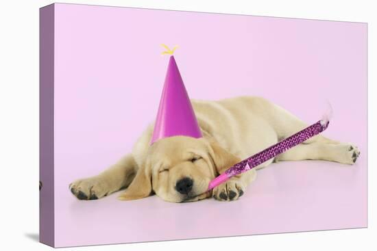 Labrador (8 Week Old Pup) with Party Hat-null-Premier Image Canvas