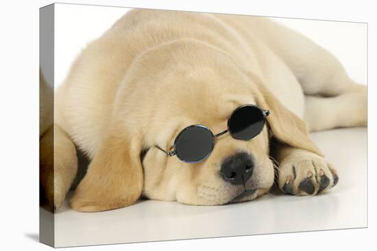 Labrador (8 Week Old Pup) with Round Sunglasses-null-Premier Image Canvas