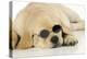 Labrador (8 Week Old Pup) with Round Sunglasses-null-Premier Image Canvas