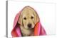 Labrador (8 Week Old Pup) with Towel-null-Premier Image Canvas