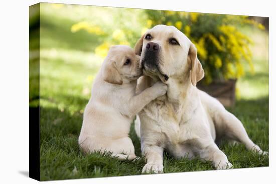 Labrador Adult with Puppy-null-Premier Image Canvas