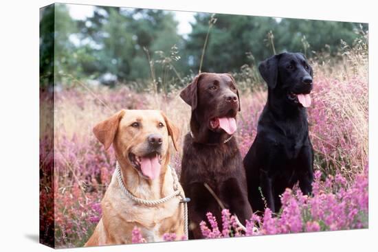 Labrador Dogs Yellow, Chocolate and Black Labradors-null-Premier Image Canvas