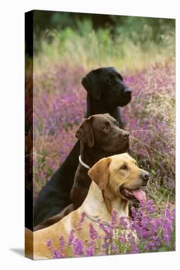 Labrador Dogs, Yellow Chocolate and Black-null-Premier Image Canvas