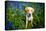 Labrador in Bluebells, Oxfordshire, England, United Kingdom, Europe-John Alexander-Premier Image Canvas