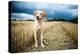 Labrador in Field, Oxfordshire, England, United Kingdom, Europe-John Alexander-Premier Image Canvas