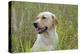 Labrador in Field-null-Premier Image Canvas