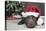 Labrador in Santa Hat Sleeping by Xmas Tree-null-Premier Image Canvas