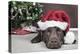 Labrador in Santa Hat Sleeping by Xmas Tree-null-Premier Image Canvas