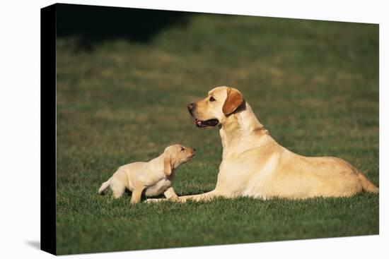 Labrador Mother and Puppy-DLILLC-Premier Image Canvas