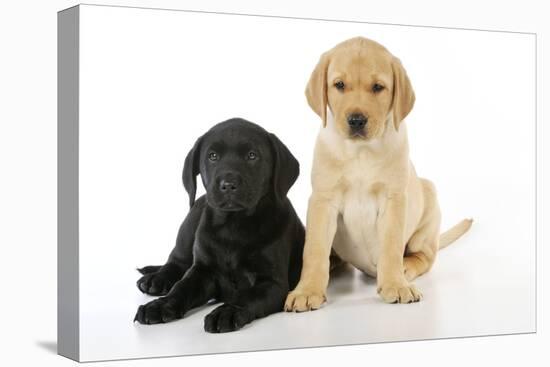 Labrador Puppies (8 Weeks Old)-null-Premier Image Canvas