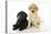 Labrador Puppies (8 Weeks Old)-null-Premier Image Canvas