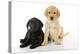 Labrador Puppies (8 Weeks Old)-null-Premier Image Canvas